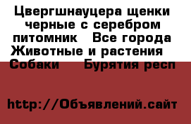 Цвергшнауцера щенки черные с серебром питомник - Все города Животные и растения » Собаки   . Бурятия респ.